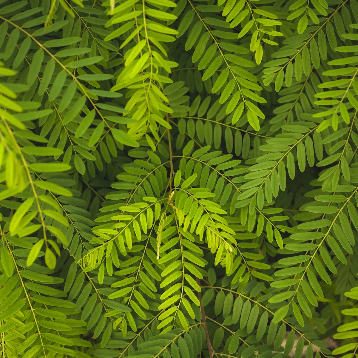 Fresh green fern leaves sunlight closeup